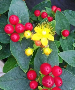 Hypericum Ruby Globo Live Plant – Starter Plug – 1-3" Tall – Outdoor Shrub - Image 2