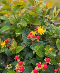 Hypericum Ruby Globo Live Plant – Starter Plug – 1-3