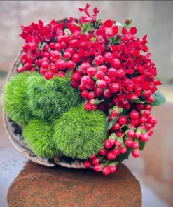 Hypericum Ruby Globo Live Plant – Starter Plug – 1-3