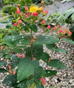 Hypericum Ruby Globo Live Plant – Starter Plug – 1-3