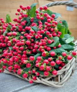 Hypericum Ruby Globo Live Plant – Starter Plug – 1-3