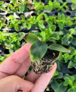 Hypericum Ruby Globo Live Plant – Starter Plug – 1-3