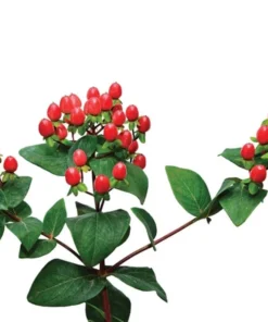 Hypericum Ruby Globo Live Plant – Starter Plug – 1-3" Tall – Outdoor Shrub - Image 1