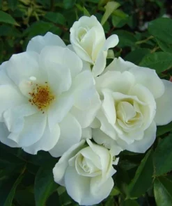 Iceberg Floribunda Rose Bush - Live White Rose Plant, 5-8 Inch Tall, Outdoor Shrub - Image 2