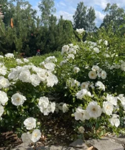 Iceberg Floribunda Rose Bush - Live White Rose Plant, 5-8 Inch Tall, Outdoor Shrub - Image 3