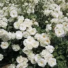 Iceberg Floribunda Rose Bush - Live White Rose Plant, 5-8 Inch Tall, Outdoor Shrub - Image 1