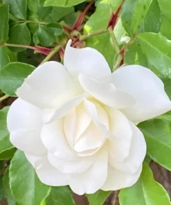Iceberg Floribunda Rose Bush - Live White Rose Plant, 5-8 Inch Tall, Outdoor Shrub - Image 4