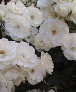 Iceberg Floribunda Rose Bush - Live White Rose Plant, 5-8 Inch Tall, Outdoor Shrub - Image 5