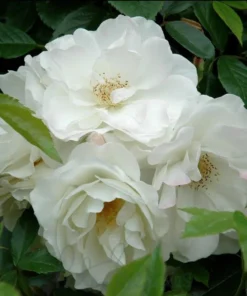 Iceberg Floribunda Rose Bush - Live White Rose Plant, 5-8 Inch Tall, Outdoor Shrub - Image 6