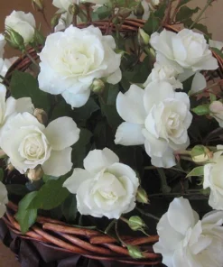 Iceberg Floribunda Rose Bush - Live White Rose Plant, 5-8 Inch Tall, Outdoor Shrub - Image 8