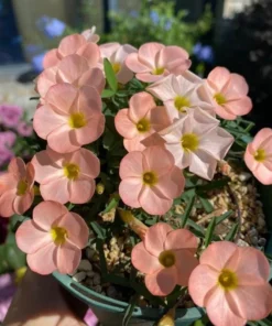 Icing Oxalis Live Starter Plant - 4 Inch Pot - Indoor/Outdoor - Image 3