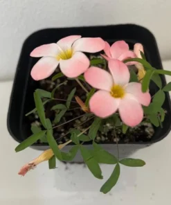 Icing Oxalis Live Starter Plant - 4 Inch Pot - Indoor/Outdoor - Image 5