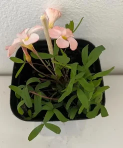 Icing Oxalis Live Starter Plant - 4 Inch Pot - Indoor/Outdoor - Image 6