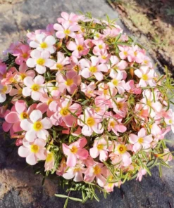 Icing Oxalis Live Starter Plant - 4 Inch Pot - Indoor/Outdoor - Image 1