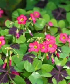 Iron Cross Oxalis Live Plant – Green & Purple Foliage, Pink Flowers, 4 Inch Pot Indoor/Outdoor - Image 2