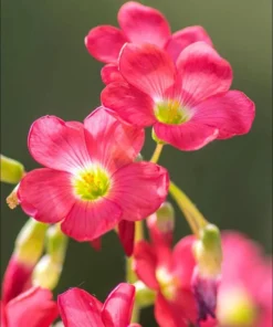 Iron Cross Oxalis Live Plant – Green & Purple Foliage, Pink Flowers, 4 Inch Pot Indoor/Outdoor - Image 3