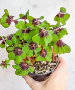 Iron Cross Oxalis Live Plant – Green & Purple Foliage, Pink Flowers, 4 Inch Pot Indoor/Outdoor - Image 4