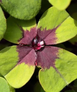 Iron Cross Oxalis Live Plant – Green & Purple Foliage, Pink Flowers, 4 Inch Pot Indoor/Outdoor - Image 5