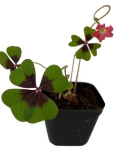 Iron Cross Oxalis Live Plant – Green & Purple Foliage, Pink Flowers, 4 Inch Pot Indoor/Outdoor - Image 6