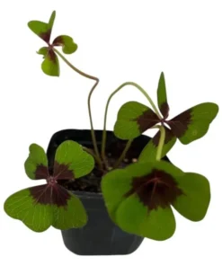 Iron Cross Oxalis Live Plant – Green & Purple Foliage, Pink Flowers, 4 Inch Pot Indoor/Outdoor - Image 7