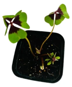 Iron Cross Oxalis Live Plant – Green & Purple Foliage, Pink Flowers, 4 Inch Pot Indoor/Outdoor - Image 8