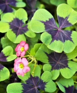 Iron Cross Oxalis Live Plant – Green & Purple Foliage, Pink Flowers, 4 Inch Pot Indoor/Outdoor - Image 1