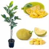 Jackfruit Live Tree Plant, Tropical Fruit Tree, 3 Gallon Pot, 3 Feet Tall - Image 1