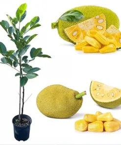 Jackfruit Live Tree Plant, Tropical Fruit Tree, 3 Gallon Pot, 3 Feet Tall - Image 6