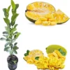 Jackfruit Tree Live Plant, 2-3 Ft Tall, 3 Gallon Pot, Outdoor Tropical Fruit - Image 1