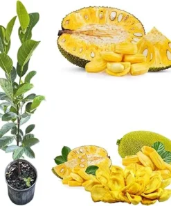 Jackfruit Tree Live Plant, 2-3 Ft Tall, 3 Gallon Pot, Outdoor Tropical Fruit - Image 1