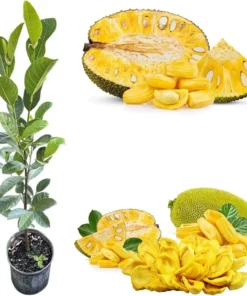 Jackfruit Tree Live Plant, 2-3 Ft Tall, 3 Gallon Pot, Outdoor Tropical Fruit - Image 7