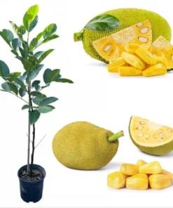 Jackfruit Tree Live Plant – Tropical Fruit Tree – 3 Gallon Pot – 3 Feet Tall - Image 2