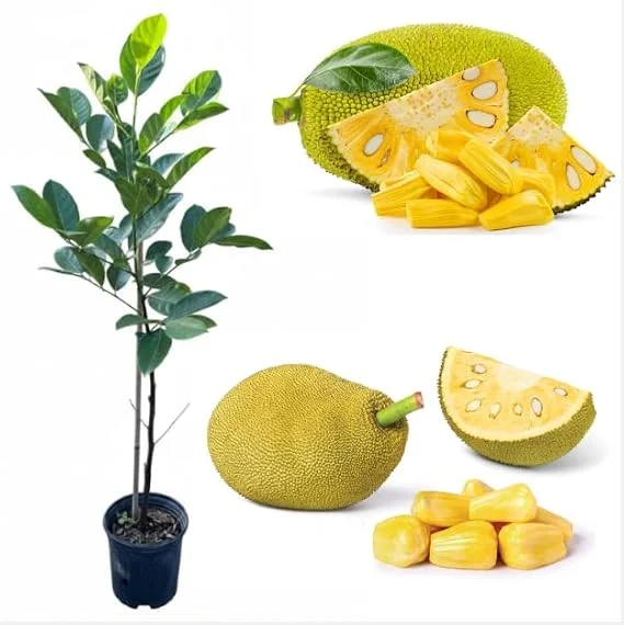 Jackfruit Tree Live Plant – Tropical Fruit Tree – 3 Gallon Pot – 3 Feet Tall - Image 4