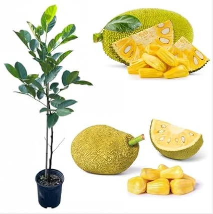 Jackfruit Tree Live Plant – Tropical Fruit Tree – 3 Gallon Pot – 3 Feet Tall - Image 7