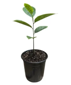Jackfruit Tree Live Plant - Tropical Fruit Tree Seedling, 8-12 Inch Tall, 4 Inch Pot - Image 10