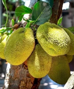 Jackfruit Tree Live Plant - Tropical Fruit Tree Seedling, 8-12 Inch Tall, 4 Inch Pot - Image 2