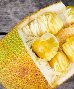 Jackfruit Tree Live Plant - Tropical Fruit Tree Seedling, 8-12 Inch Tall, 4 Inch Pot - Image 3