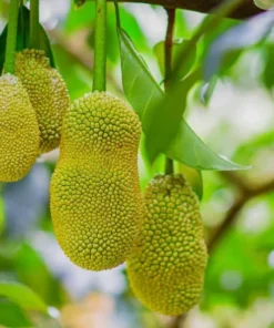 Jackfruit Tree Live Plant - Tropical Fruit Tree Seedling, 8-12 Inch Tall, 4 Inch Pot - Image 4