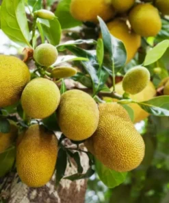 Jackfruit Tree Live Plant - Tropical Fruit Tree Seedling, 8-12 Inch Tall, 4 Inch Pot - Image 5