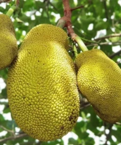 Jackfruit Tree Live Plant - Tropical Fruit Tree Seedling, 8-12 Inch Tall, 4 Inch Pot - Image 6