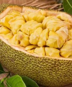 Jackfruit Tree Live Plant - Tropical Fruit Tree Seedling, 8-12 Inch Tall, 4 Inch Pot - Image 7
