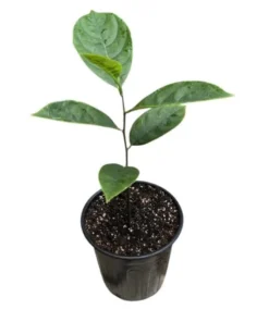 Jackfruit Tree Live Plant - Tropical Fruit Tree Seedling, 8-12 Inch Tall, 4 Inch Pot - Image 9