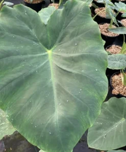Jacks Giant Colocasia Plant Live Elephant Ear Taro, 5-9" Tall, Indoor/Outdoor - Image 2