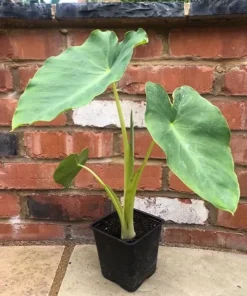 Jacks Giant Colocasia Plant Live Elephant Ear Taro, 5-9