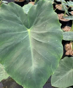 Jacks Giant Colocasia Plant Live Elephant Ear Taro, 5-9