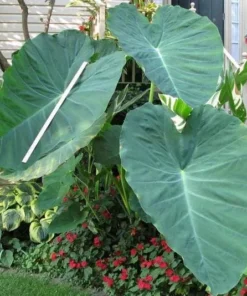 Jacks Giant Colocasia Plant Live Elephant Ear Taro, 5-9