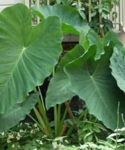 Jacks Giant Colocasia Plant Live Elephant Ear Taro, 5-9" Tall, Indoor/Outdoor - Image 1