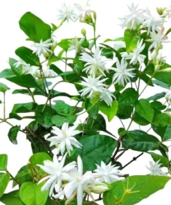 Jasmine Belle of India Live Plant - Jasminum Sambac Shrub - Fragrant White Double Flowers - 5-8 Inch Starter - Image 2