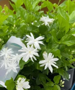 Jasmine Belle of India Live Plant - Jasminum Sambac Shrub - Fragrant White Double Flowers - 5-8 Inch Starter - Image 3
