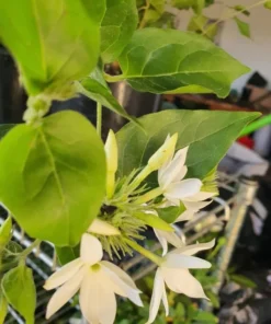 Jasmine Belle of India Live Plant - Jasminum Sambac Shrub - Fragrant White Double Flowers - 5-8 Inch Starter - Image 4